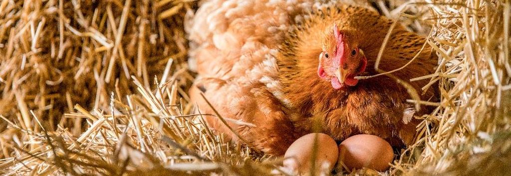RAUBMILBEN Vorbeugend bis leichter Befall: Raubmilben Nach Befallsstärke und Hühnereinheit Bei