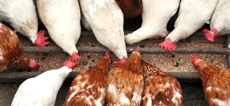DERMAPULSIF Anwendung 5 g auf 10 kg Hühnerfutter Mindestens 30 Tage durchgehend