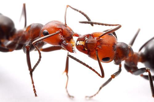 Horizontale Übertragung und Trophallaxis Ameisen ernähren Mitglieder der Kolonie per Trophallaxis Soziales Teilen von Nahrung Dies ist auch eine Art der Kommunikation Alex Wild Durch Trophallaxis