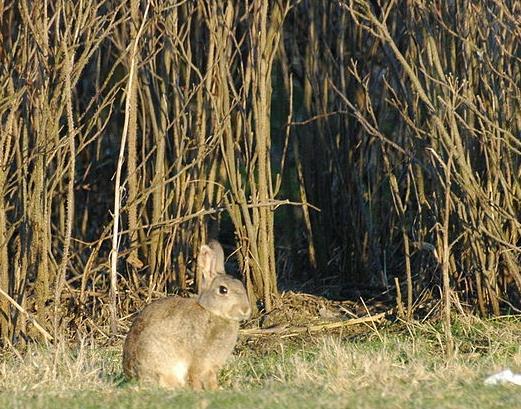 Haltungsbedingungen eines Kaninchens Information: Landwirt Sebastian Thaler möchte in die Kaninchenzucht einsteigen.