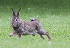 Kaninchenzeitschrift In freier Wildbahn verbringen Kaninchen viele Stunden mit der Nahrungsaufnahme und nehmen bis zu 90 mal kleine