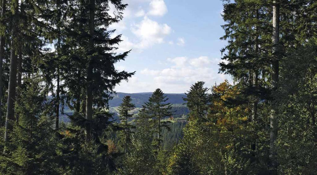 Wald & Mehr 1 Der Frankenwald ist ein zwischen 300 m und fast 800 m hohes und 925 km² großes deutsches Mittelgebirge im Norden Bayerns und Südosten Thüringens. Foto: C.