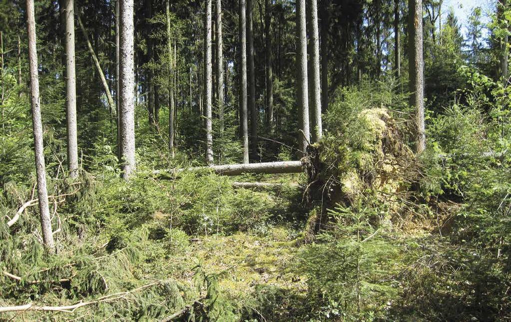 Wald & Mehr Sturm und Dürre steigerten 2015 den Holzanfall Einschlag 2015 lag deutlich über dem des Vorjahres 1 Vom Sturm geworfene Altfichten Foto: S.
