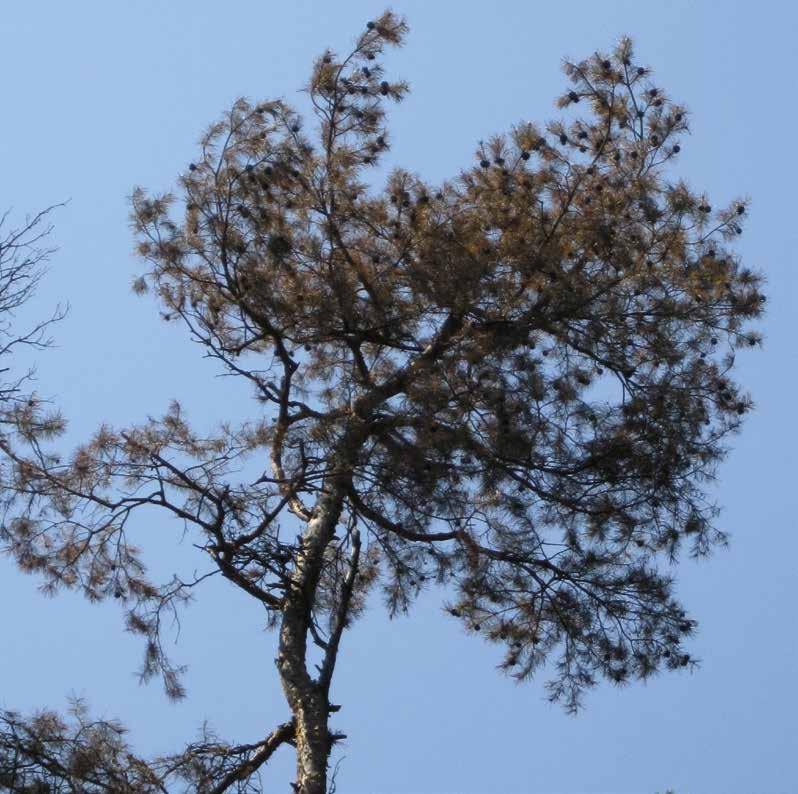 Waldschutz Mit der Trockenheit kommt der Pilz Diplodia-Triebsterben der Koniferen Ralf Petercord und Ludwig Straßer Auffällige Absterbeerscheinungen vornehmlich bei Kiefern, verursacht durch das