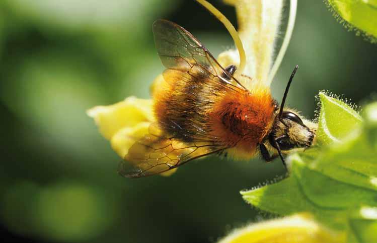 16 Blick ins Land Blick ins Land 17 Wildbienen-Paradies Zwergharzbiene und Baumhummel fliegen auf Bundesforste-Wälder Text: Österr.