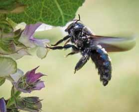 Trotz ihrer Bedeutung sind viele Wildbienen-Arten aufgrund von Lebensraumverlust auch in hiesigen Breiten bereits selten geworden.