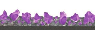Kompaktschleifteller Kompaktschleifteller Purple Grain Single Bestell-Beispiel: A27601150361547 Ceramic = Schleifleinen Keramikkorn Preis auf Anfrage PG 5 Artikelnuer Bezeichnung Körnung D (1/min)