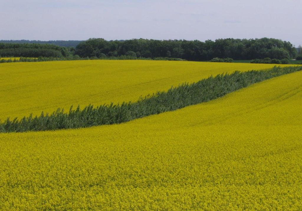 Ökonomische ökologische Bewertung von Agroforstsystem in und Thüringen (Raps 2009) Agroforstsystemen (3 Bundesländer; 06/2007 bis 10/2011; 1,3 Mio.