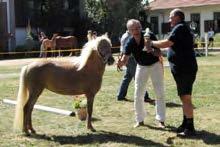 Lapunzel Sieger der 4-jährigen Stuten Deutsches Classic Pony - Hilke