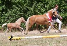 Bei den Freizeitponyfohlen konnte sich mit viel Charme und guter Bewegungsmechanik ausgestattet das Deutsche Classic Pony-Hengstfohlen Karim vom Kronprinz aus der Bundesprämienstute Larissa,