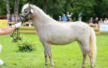 SPA Shetland Pony (<
