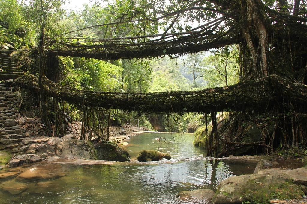 Geschichte des Holzbaus Double living root bridge in East Khasi Hills (Indien), Arshiya