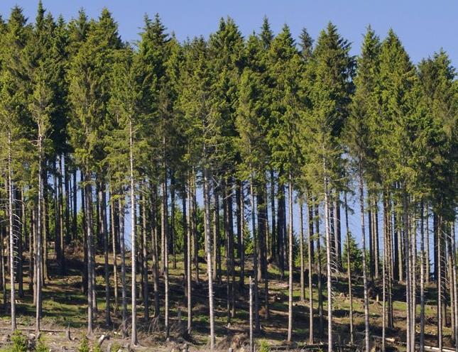 Wald - Baum - Holz Baumarten Baum des Jahres 2017