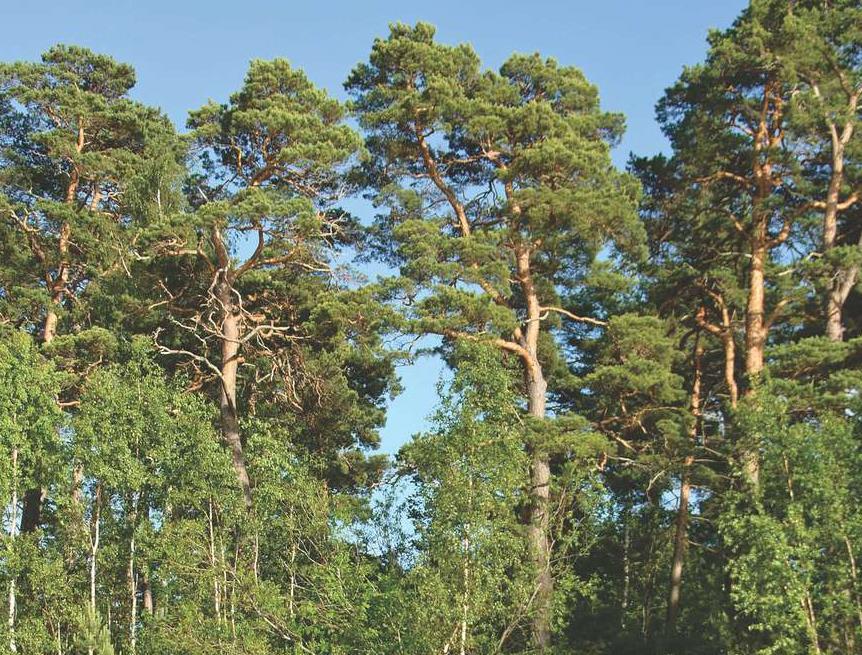 Wald - Baum - Holz Baumarten