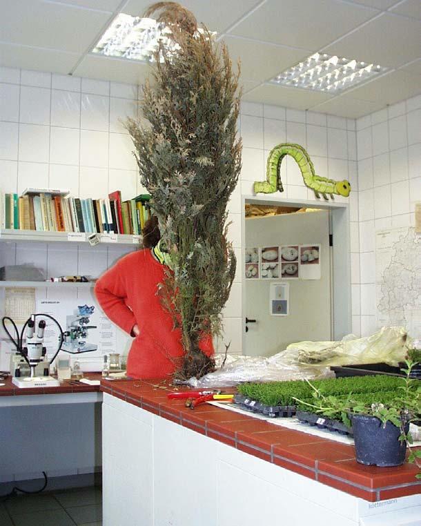 Thuja und