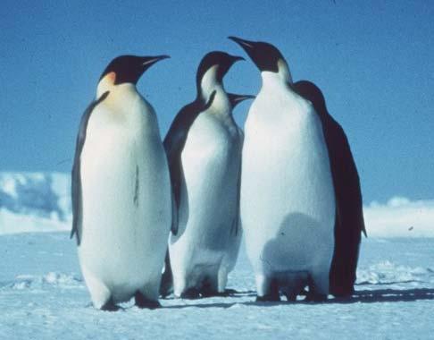 Let us talk about ourselves, penguins and polar bears* * Margot Wallström,
