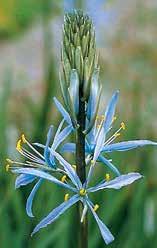 54630 cusickii 'Zwanenburg', eine tiefblaue Mutation, die 1969 bei der legendären Firma Van Tubergen gefunden wurde, mit weit offenen großen Blüten.