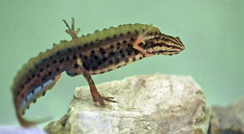Die Haut aller Amphibien ist aber im Gegensatz zu den Eidechsen, die zu den Reptilien gehören, weich und schuppenlos.