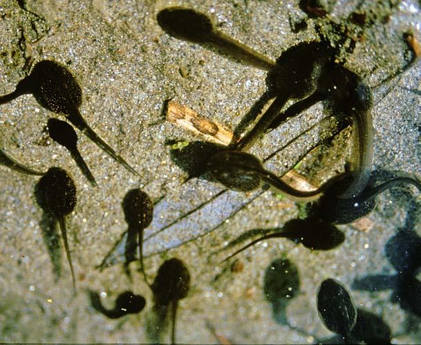 Die Metamorphose Evolution im Zeitraffer WinterlebensFast alle heimischen Amphibienarten sind für die Fortpflanzung, d.