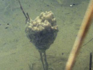 Die Entwicklung der Froschlurche Laich Kaulquappe Jungtiere Adulttiere Laichballen Grasfrosch Laichballen Springfrosch