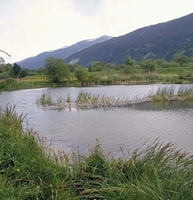 Laichgewässer und Landlebensräume erhalten Naturschutzabteilung Netzwerke aus naturnahen