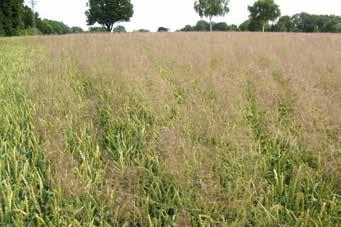 Getreideherbizide Herbst Nachhaltigkeit Leguminosen Rüben Kartoffeln Mais Stickstoff-Management Raps Getreide Unkraut- und Ungrasbekämpfung in Wintergetreide Dr.