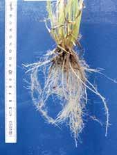 Getreide-Wachstumsregler Nachhaltigkeit Leguminosen Rüben Kartoffeln Mais Stickstoff-Management Raps Getreide Effiziente Ressourcennutzung für Ihren Ertrag Neben der Einkürzung der Pflanzen konnte in