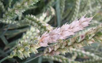 Getreidefungizide Nachhaltigkeit Leguminosen Rüben Kartoffeln Mais Stickstoff-Management Raps Getreide Ceriax wie auch Adexar verfügen über eine besonders effiziente Wirkung gegen Septoria.