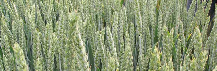 Getreidefungizide Getreide Die Höhe der Aufwandmenge richtet sich nach der erwarteten Wirkungsdauer.