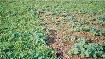 Klettenlabkraut, Storchschnabel-Arten, Kornblume, Mohn Voraussetzung für den Einsatz des Herbizides Clearfield - Clentiga ist der Anbau einer Clearfield -Rapssorte.
