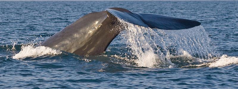 World Travel Magazin Infos Besuch der Wale- die Giganten der Meere. Rund 1.500 Buckelwale tummeln sich jedes Jahr zwischen Dezember & April vor Hawaiis Küsten.