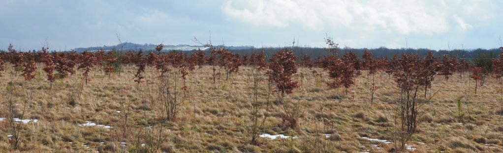 Eine Ausgleichsfläche auf dem Moselsporn: Hier wächst junger Buchenwald. cher Richtung wurde Wiesenlandschaft angelegt.
