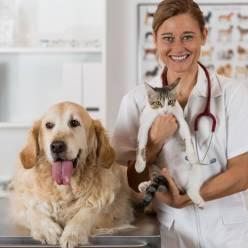 Tierärztliche Notdienste Den tierärztlichen Bereitschaftsdienst erfragen Sie bei