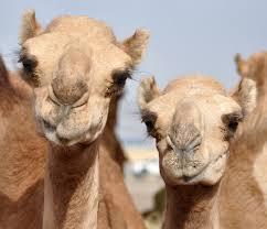 Kamelen in Qatar, Ägypten und Saudiarabien sowie in Fledermäusen in Saudiarabien Auch