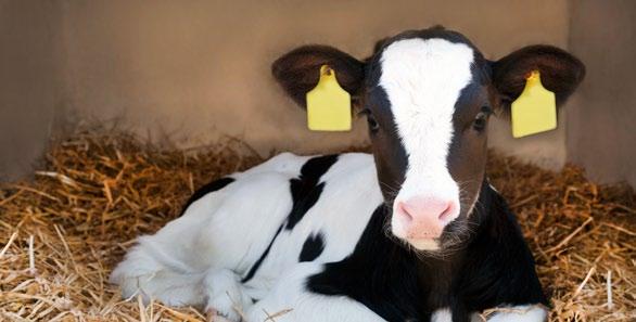 Fazit: Intensiv steigert Leistung Die Ergebnisse zeigen, dass eine intensive Aufzucht in den ersten Lebenswochen mit BEWI-MILK Milchaustauschern eine Lesitungssteigerung in der ersten Laktation