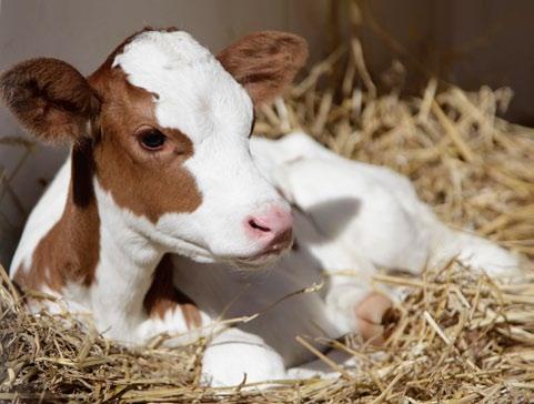 4 Herausforderungen und Probleme 4.1 Nur gesunde Kälber können problemlos durchwachsen In der Milchviehhaltung wird ein Erstkalbealter von 24-27 Monaten angestrebt.