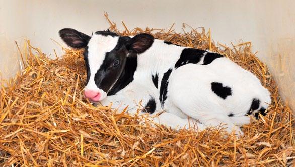 1.2 Kolostrum Kälber erhalten im Mutterleib keinerlei Immunglobuline über die Gebärmutter der Kuh.