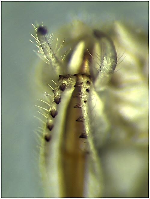 International Dragonfly Fund - Report 47 (2012): 1-8 5 gilt für die Zuordnung von Ceriagrion georgifreyi zur europäischen Fauna (Kalkman 2005). Der Umstand, dass seine Exemplare von C.