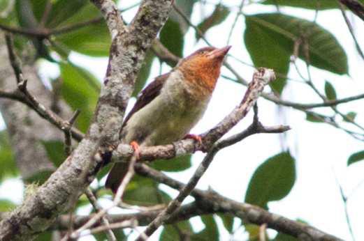 aus. 20.00 Abendessen, Liste Donnerstag, 17.09.2015 06.00 Beobachtung am Baumwipfelpfad (6): U.a. Borneo-Braunbartvogel und Whitecrowned Shama 08.45 Koffer packen, 09.