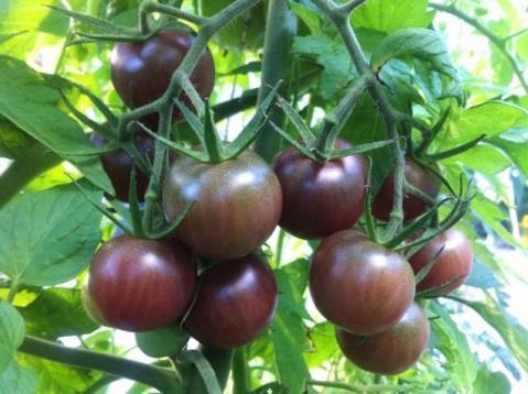 reichtragende Tomate, dunkelrot bis schwarze Früchte,