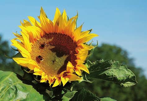 Projekt Nektar-Sonnenblumen Unter Imkern gibt es seit längerem die Beobachtung, dass moderne Sonnenblumensorten nicht honigen, das heißt, dass Bienen in Sonnenblumenfeldern nicht genügend Nektar für