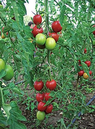 Abb. 26: Tomatensorte Dorenia. Dfhof 2012 gutem Geschmack und relativ homogenem Erscheinungsbild wurden als Favoriten für die weitere Züchtung bestimmt.
