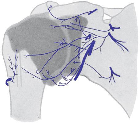 7 3 5 janatomie/biomechanik Der Gelenkverlauf des SCG liegt bei Elevation/Depression von kranial-medial nach kaudal-lateral und für Protraktion und Retraktion von anterior-medial nach dorsallateral