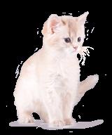 Nahrung Nassnahrung Kitten mit Pute & Topinambur Alleinfuttermittel für heranwachsende Katzen hoch verdauliches Geflügel in Lebensmittelqualität (70 %) für optimales Wachstum weichere Konsistenz für