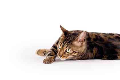FLUTD Paste (Harnwege) Harngries und Harnsteine (meist Struvit) führen bei Katzen zu Problemen beim Urin-Absatz.