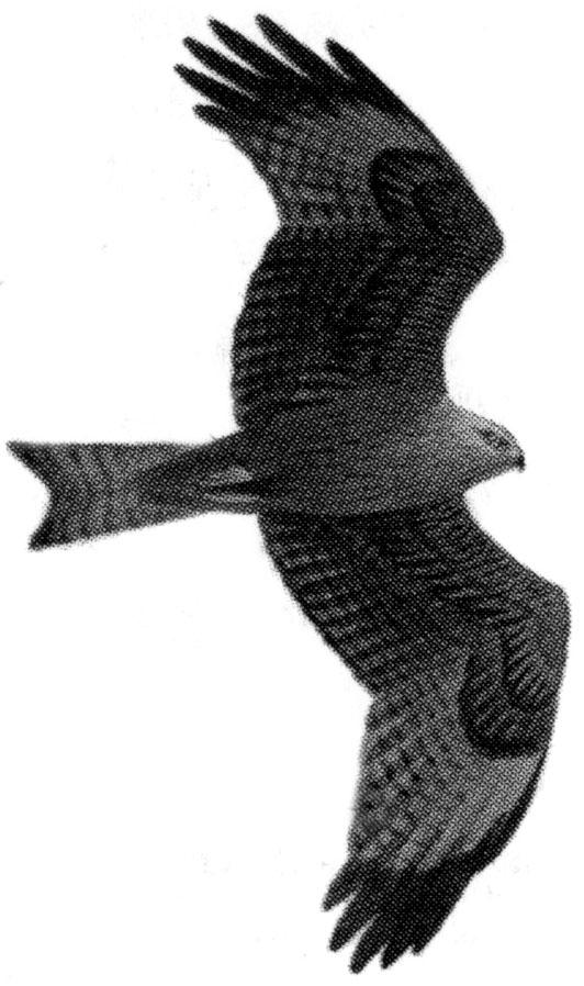 GREIFVÖGEL UND EULEN - 3 - ARTENTEIL Milane Die Gattung Milvus (Milane) beinhaltet die beiden Arten Rotmilan und Schwarzmilan.