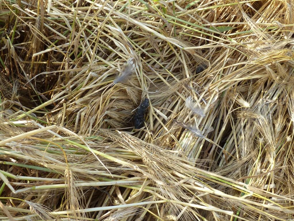 Sumpfohreulen-Bruten bei Langeneichstädt 2012 Ein weiterer Tagesschlafplatz eines Sumpfohreulen-Männchens bei Langeneichstädt.