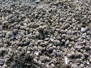 Schlicküberlagerungen - Austern