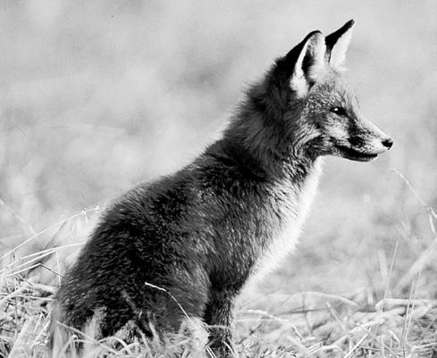 Fuchs: Der Fuchs gehört zur Familie der... Raubtiere. Deute die Bezeichnung schlauer Fuchs.