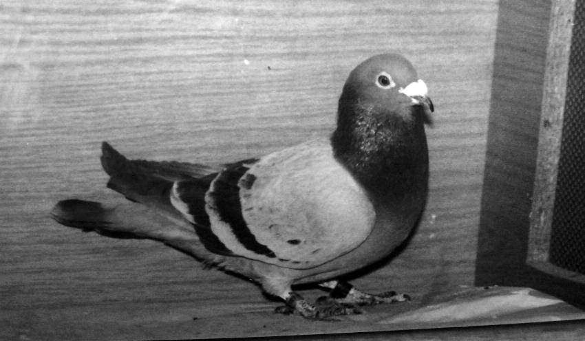 GESCHCIHTE UND GEGENWART 167 Verein Tempo: Blauer Vogel, gezogen im Jahr 1999, Ringnummer 28. Er hat in sechs Jahren 72 Preise gefolgen. Züchter: Heinrich Leonhardt.